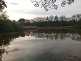 Schinkenteich (Plessa)