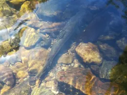 Chemnitz (Burgstädt)-1