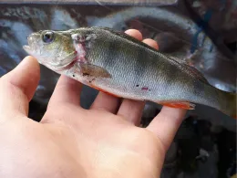 Mühlenfließ (Bad Doberan)-1