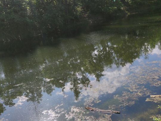 Staubecken Pirna Copitz angeln
