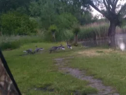 Thomasteiche (Mühlhausen)-4