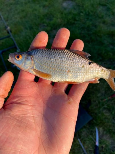 Hamme (Teufelsmoor)-3