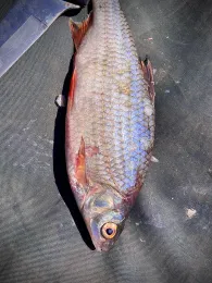 Hamme (Teufelsmoor)-2