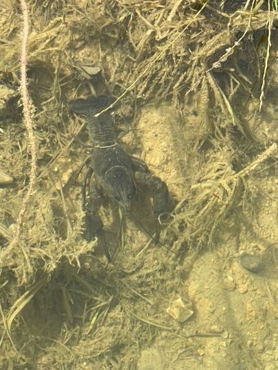 Schnellweiher (Binswangen)-1