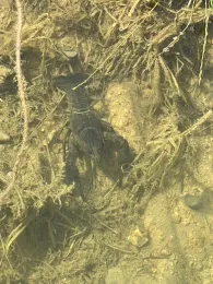 Schnellweiher (Binswangen)-1