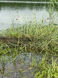 Schnellweiher (Binswangen)-3