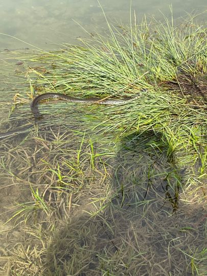 Schnellweiher (Binswangen)-2