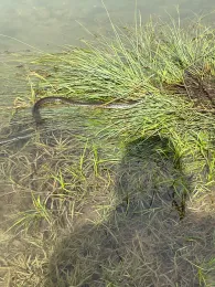 Schnellweiher (Binswangen)-2