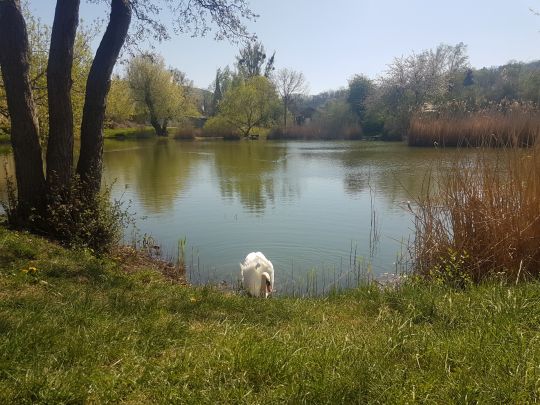 Selle-Kiesgrube (Sondershausen)-3