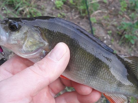 Wurm (Übach-Palenberg)-3