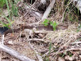 Talsperre Rauschenbach-1