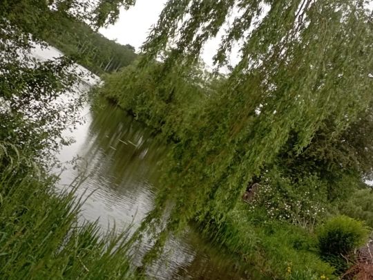 Kiebitzkrug See angeln
