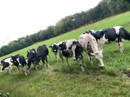 Visbeker Aue (Wildeshausen)-1