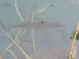 Steinbruch Neumark-2