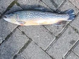 Angelparadies Hochmoor