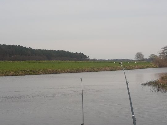 Aller (Wienhausen)-1