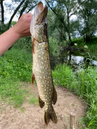 Aller (Wienhausen)-2