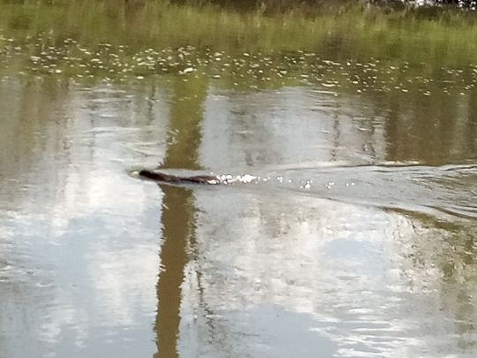 Nidda (Frankfurt-Bonames)-1