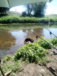 Nidda (Frankfurt-Bonames)-3