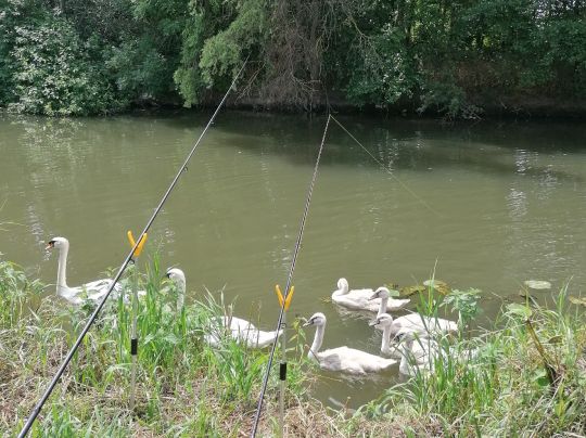 Nidda (Frankfurt-Bonames)-2