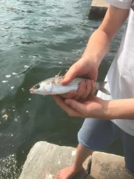 La Muga (Empuriabrava)-1