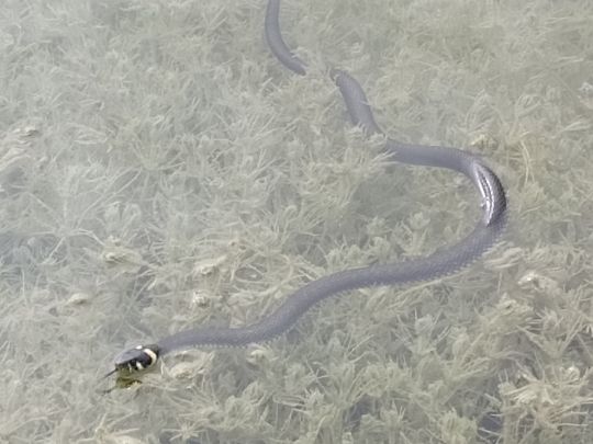 Hertasee (Schwanbeck)-2