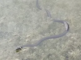 Hertasee (Schwanbeck)-2