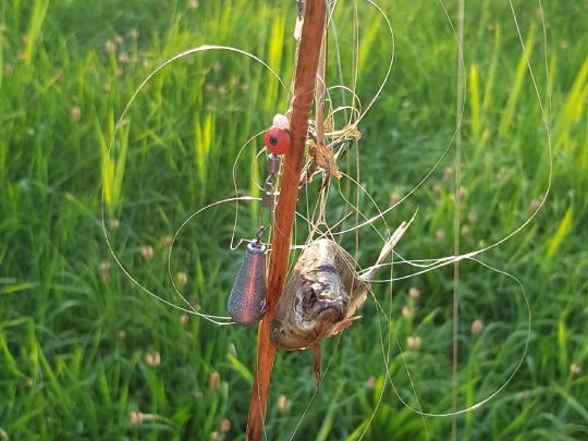 Obersee (Kißlegg)-2