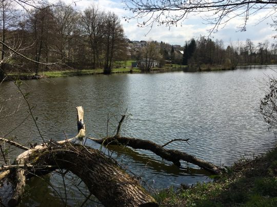 Vereinsgewässer ASV Marpingen
