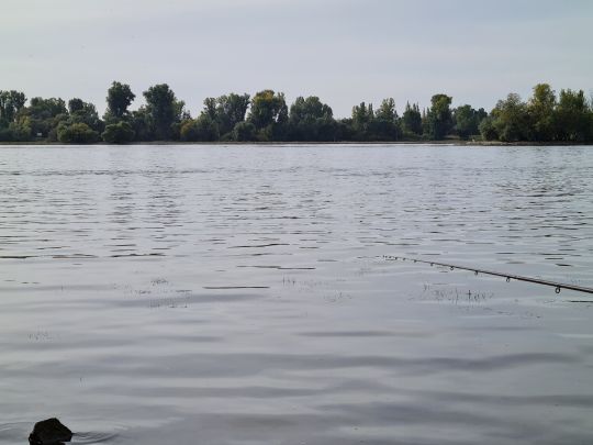 Rhein (Rüdesheim)-1