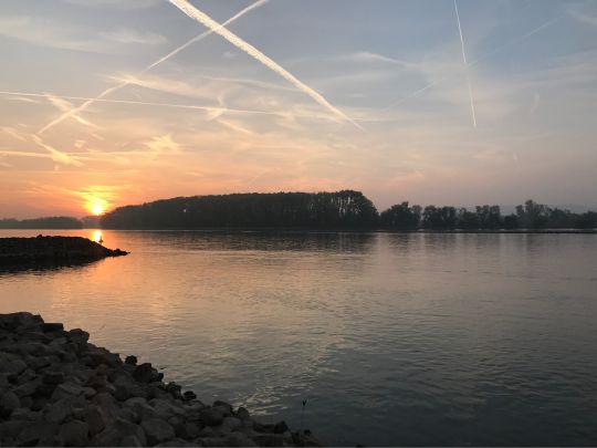 Rhein (Rüdesheim)