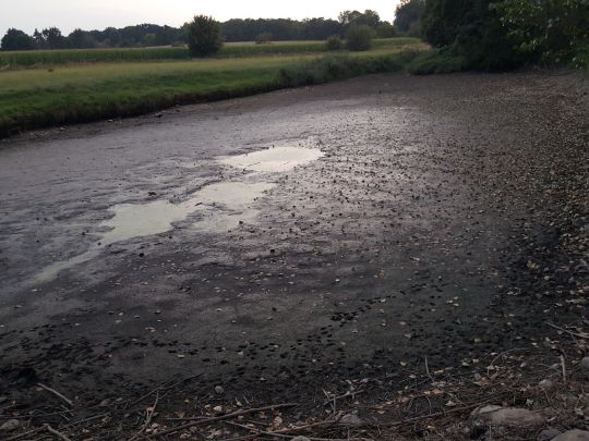 Wolfsteich (Diesdorf)-1