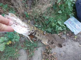 Langer See (Sanitz)-4