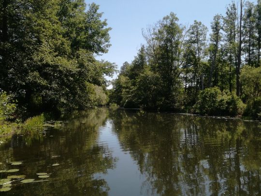 Spree (Alt Schadow)