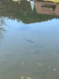 Kinzig (Schenkenzell)