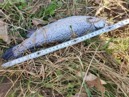 Neckar (Neckartenzlingen)-1