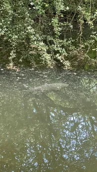 Erlensee (Kirchhain)