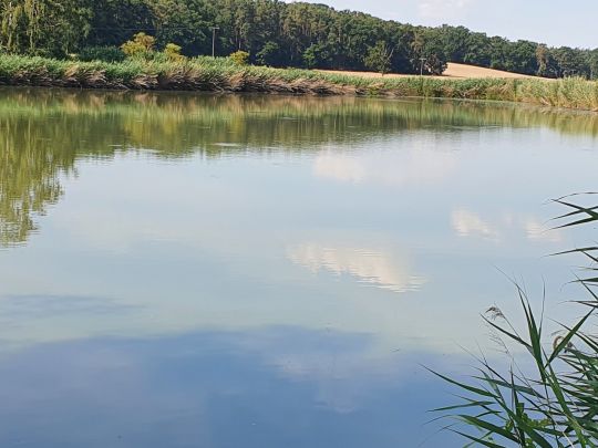 Rohrweiher (Höchstadt)