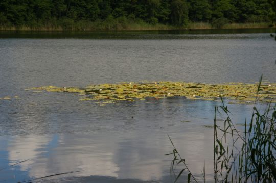 Tiefer See (Ranzig)-3
