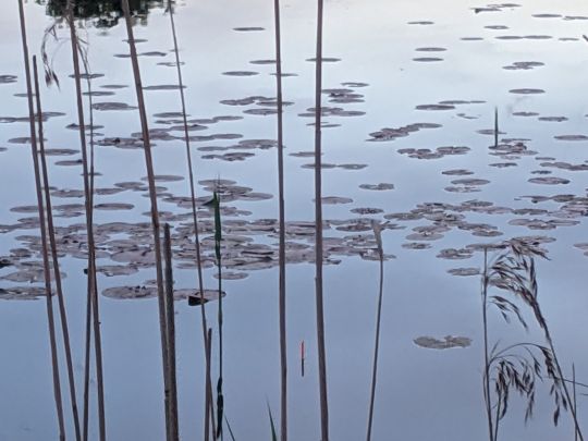 DrögenHasenTeich (Oldenburg) ALLE ANGELN