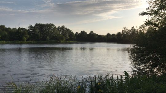 Drögen-Hasen-Teich (Oldenburg)-1