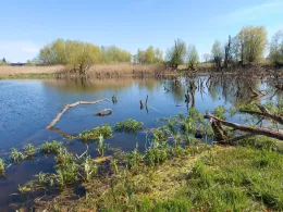 Feldsee (Mittenwalde)