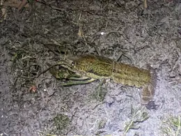 Penkwitzer See (Spora)