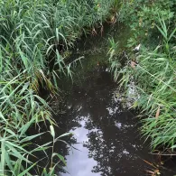 Präsidentengraben (Peitz)