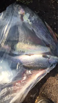 Helga's Forellenteiche-0