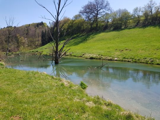 Biber (Tengen-Büßlingen)-2