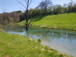 Biber (Tengen-Büßlingen)-2