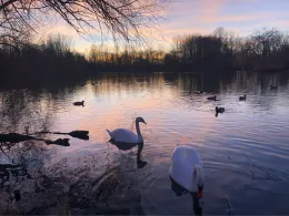 Gondelteich (Sömmerda)