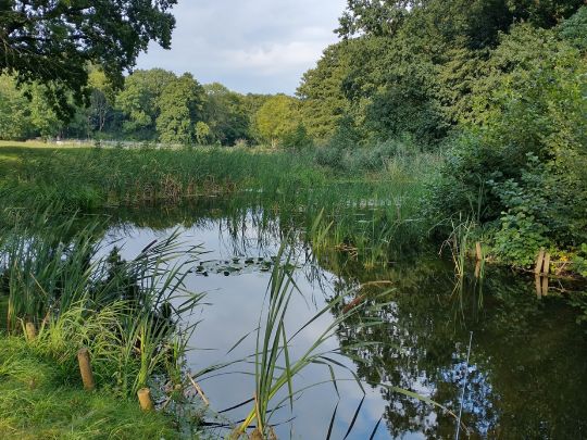 Försterteich Großröhrsdorf-2