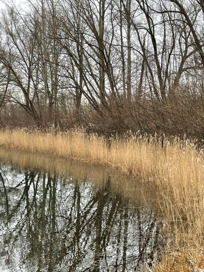 Teich an der Bünder Straße (Löhne)-2